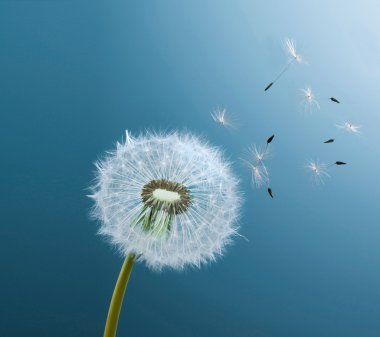 Mavi arkaplanda karahindiba