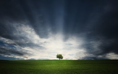 Yalnız ağaç çayır üzerinde