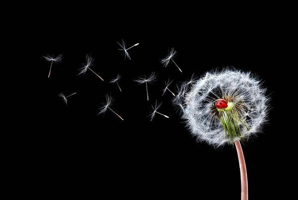 Diente de león Volando — Foto de Stock