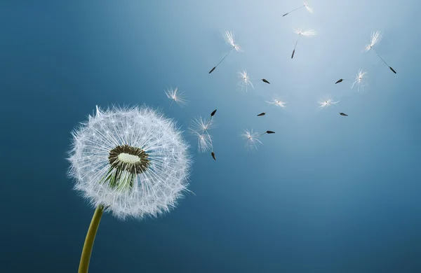 Dandelion on blue background — Stock Photo, Image