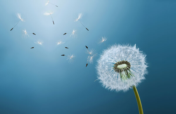 Dandelion over blue background