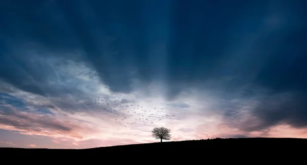 Pássaros sobre árvore solitária — Fotografia de Stock