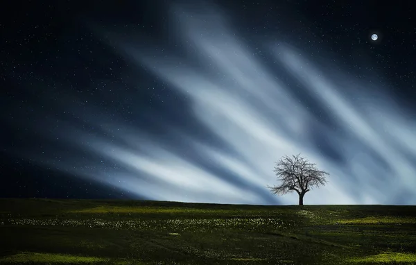 Árvore seca à noite — Fotografia de Stock