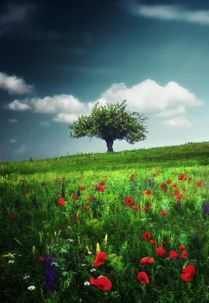 Lonely tree on meadow — Stock Photo, Image