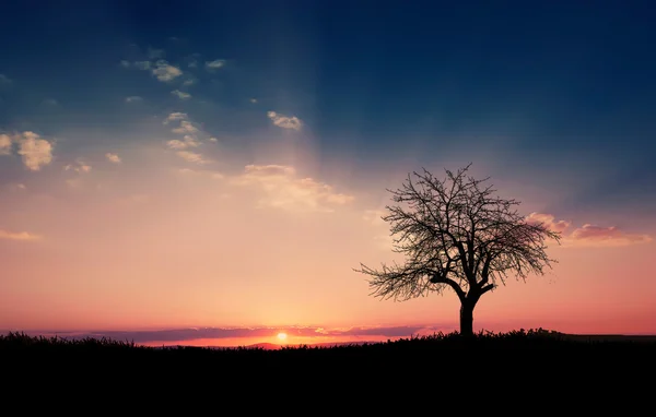 Albero al tramonto — Foto Stock