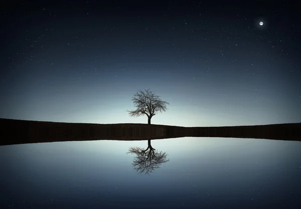 Baum spiegelt sich im See wider — Stockfoto