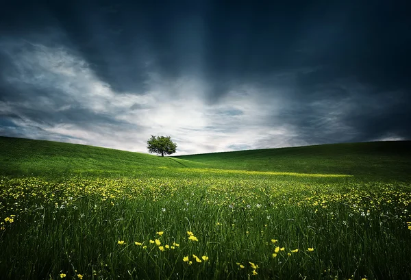 Arbre sur prairies vallonnées — Photo