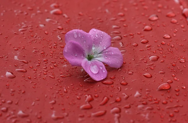 Flor — Fotografia de Stock