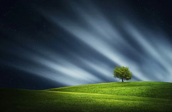 Tree at night — Stock Photo, Image