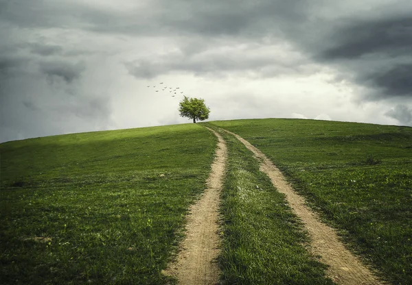 La strada per l'albero — Foto Stock