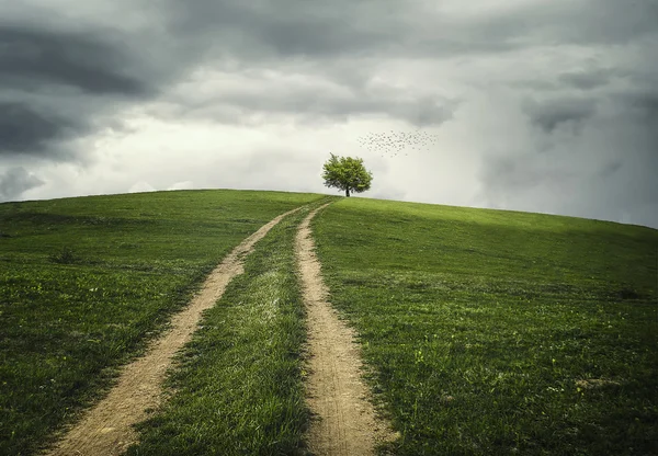 De weg naar de boom... — Stockfoto