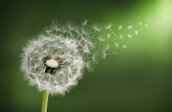 Dandelion clock in morning — Stock Photo, Image