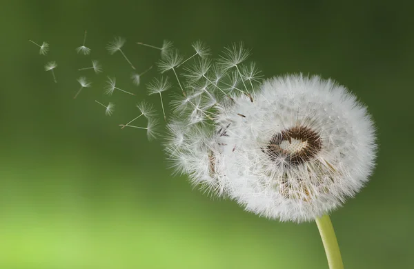 Paardebloem zaad — Stockfoto