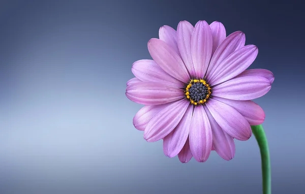 Flor — Foto de Stock