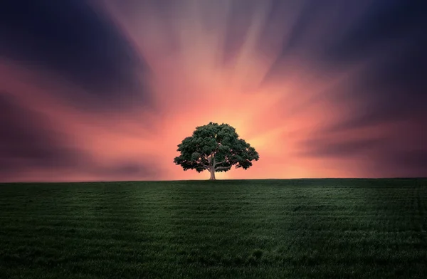 Albero — Foto Stock