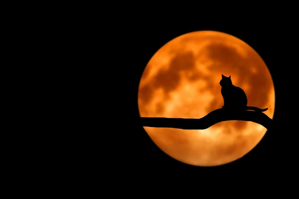 Cat on moon — Stock Photo, Image