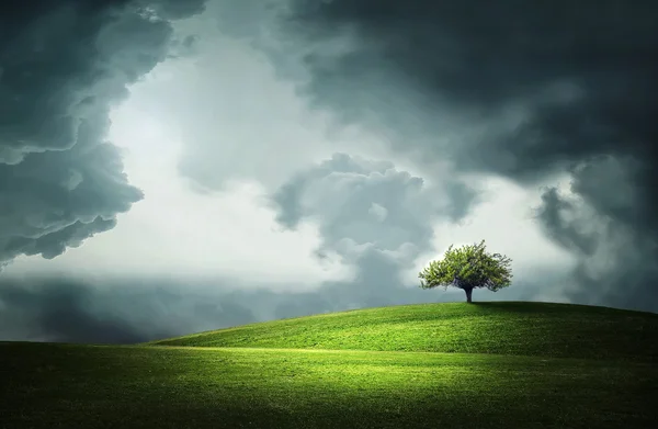 Lonely tree — Stock Photo, Image