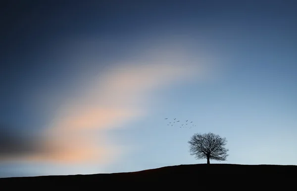 Árbol noche — Foto de Stock