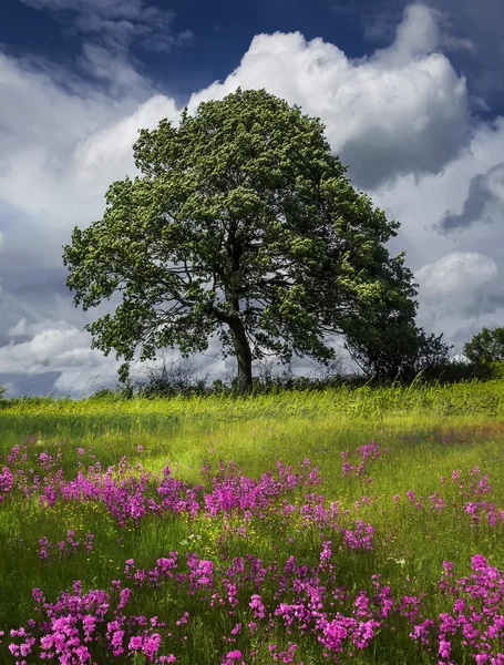 Árvore em flores — Fotografia de Stock