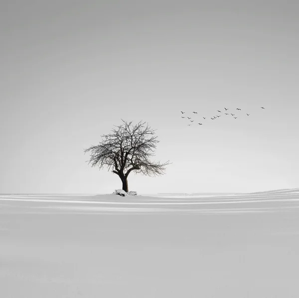 Winter — Stockfoto