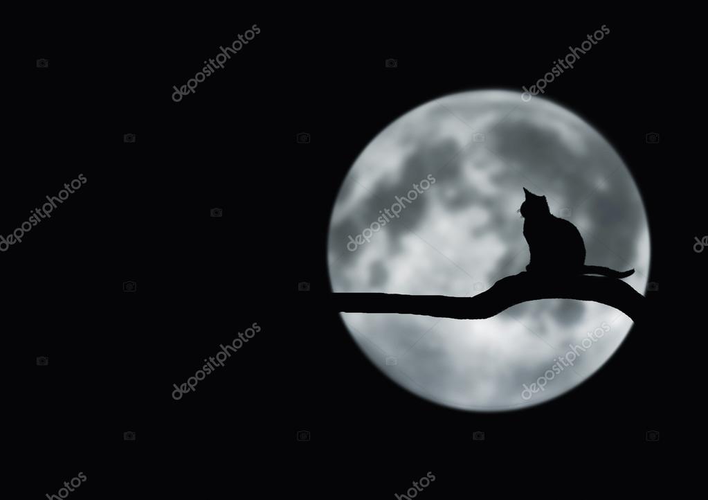 Лунный Кот Фото