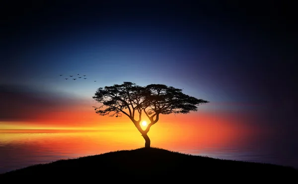 Tramonto sull'albero — Foto Stock