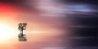 kuşlar ağacıyla yalnızlık