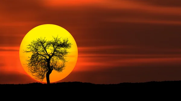 Albero con grande cerchio al tramonto — Foto Stock