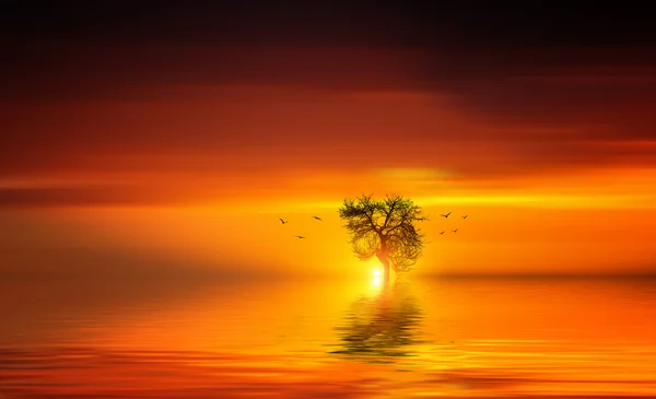 Árbol con aves al atardecer — Foto de Stock