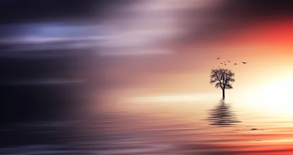 Céu de tarde colorido e árvores no lago — Fotografia de Stock