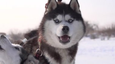 Husky köpek yavaş