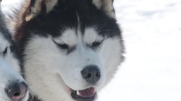 Husky Slowmotion — Stockvideo