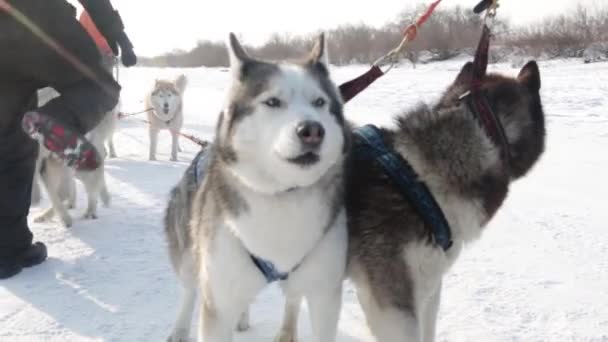 Hundar på vintern — Stockvideo