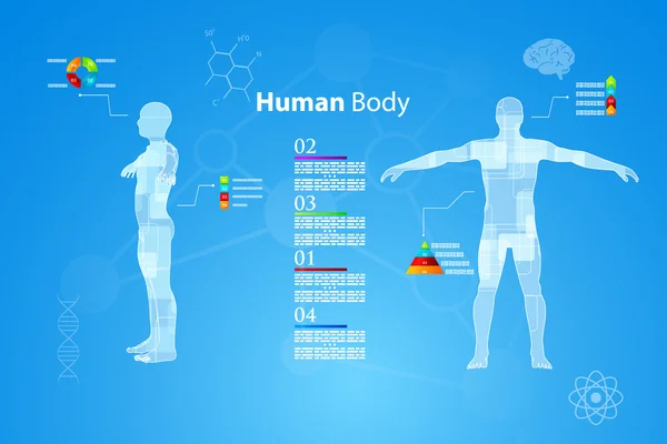 Infografías Anatomía del cuerpo humano — Vector de stock