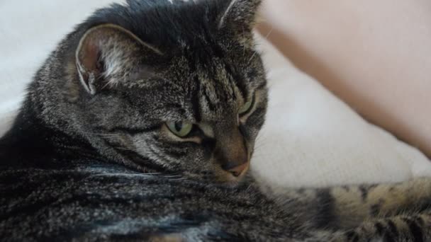 Домашняя кошка на софере — стоковое видео