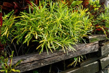 Croton, Variegated Laurel, Garden Croton, Codiaeum variegatium (L) Blume, tüm ağaçların önünde siyah bir çitle sıralanmışlardı..