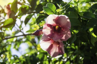 Mor allamanda, (Allamanda blanchetii A.DC) Yapraklar mor-pembe, sabah güneşi arkada parlar, yaprakların üzerindeki su damlaları, arka planda bulanık..