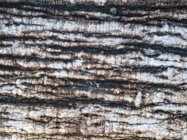 Padauk derisi (Pterocarpus makrocarpus), kabuğun altında gri, kahverengi ve siyah, çatırtı ve hava durumu, makro fotoğrafçılık.