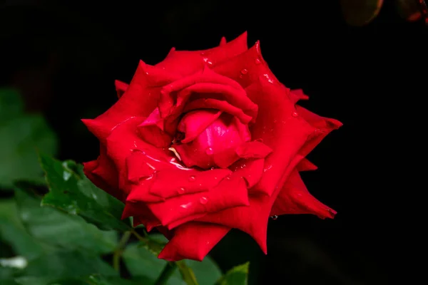 Rosa Rossa Grande Rosa Rossa Centro Fondo Nero Verde Sfocato — Foto Stock