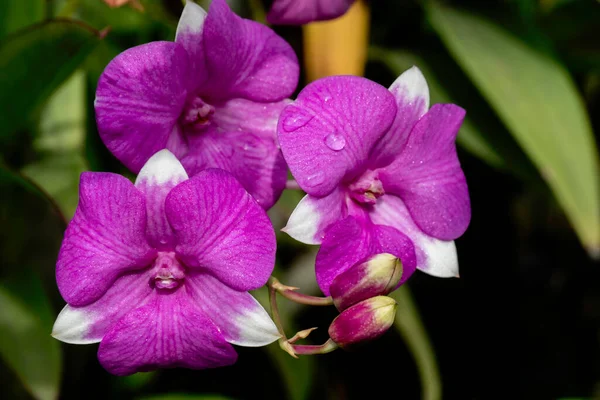 Pink Vanda, (Orchidaceae)White and pink petals ,Blurred background.