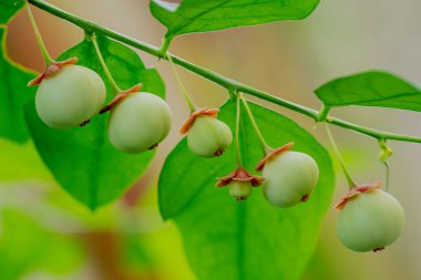 Yıldız Bektaşiüzümü (Sauropus androgynus (L.) Merr. ), dallardan sarkan 6 yeşil tanecik soldan sağa 45 derecelik açıyla, bulanık yeşil arkaplan.