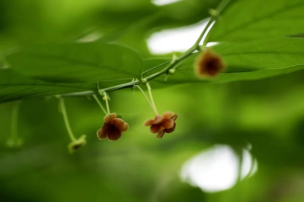 Stachelbeere Sauropus Androgynus Merr Kleine Rote Blüten Hängen Einem Zweig — Stockfoto
