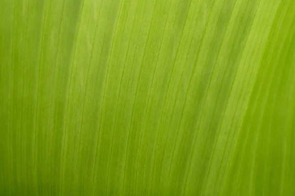 Die Oberfläche Der Bananenblätter Die Hellgrünen Senkrechten Adern Erhalten Licht — Stockfoto