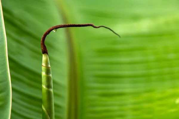 The twisted young leaves of the banana, the curled brown shoots 1 drop of water on the blurred green background of the banana leaves.