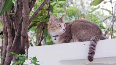 Kedi duvara çömeldi, yukarı baktı ve geriye baktı, arka plan bir ağaçtı..