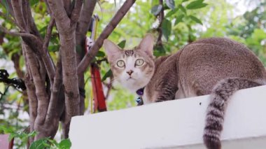 Kedi duvarda çömelmiş, önündeki şeylere bakıyordu..
