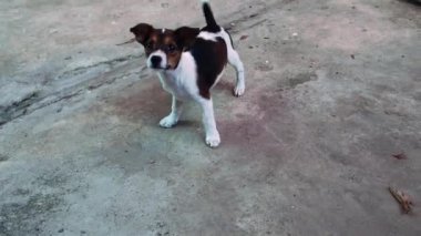 Yavru köpek oynuyordu, sağa sola koşuyordu, oynama arzusunu dile getiriyordu..
