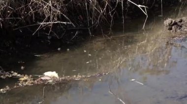 Kanaldaki su aktı, yaprakları bir araya getirdi ve yavaşça daireler çizdi..