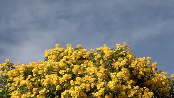 Желтые Цветы Качаются Ветру — стоковое видео