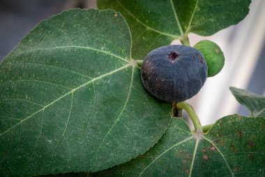İncir ağacının dalında incir